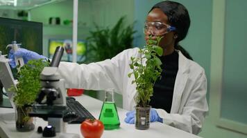 African botanist researcher taking genetic solution from test tube with micropipette putting on sapling analyzing gmo of botany plants. Biologist woman working in biological laboratory. video