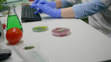 Biologist researcher looking at plant based beef substitute for vegetarien people typing biotech medical expertise on computer. Scientist analyzing genetic mutation on food working in microbiology lab video