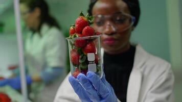 African researcher looking at glass with healthy strawberry examining ecology test. In background her collegue checking injected fruits while working in microbiology laboratory video