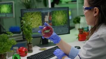 Chemist researcher holding petri dish with vegan meat in hands while typing genetic mutation on computer. Scientist researcher examining food genetically modified using chemical substance working in microbiology laboratory video