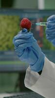 Vertical . Closeup of biologist scientist injecting strawberry with dna liquid checking fruits for pharmaceutical medical experiment. Biochemist working in farming laboratory testing food for medical expertise video