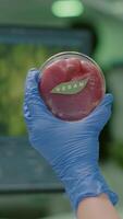 Vertical . Closeup of chemist holding in hands vegan beef meat sample researching genetically modified vegetarian food. Scientist working in biotechnology laboratory analyzing biotech medical expertise video
