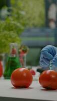 Vertical . Closeup of chemist scientist injecting organic tomato with pesticides for gmo test. Biochemist working in pharmacology laboratory testing health food for microbiology expertise video