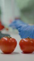 Vertical . Closeup of scientist injectinging tomato with genetic liquid using medical syringe for microbiology experiment. Biochemist working in pharmaceutical laboratory discovery genetic mutation of vegetables video