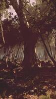Dark forest with fog in background video