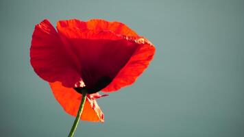 One red poppy extremely close up of petal flower. Poppies in the meadow wild poppy field, swinging by the wind. Close-up of blossoming poppies. Macro. Selective focus. Never-ending beauty of nature. video