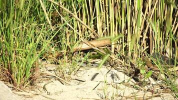 two big snakes in the grass, coiling and biting in a fight. Pseudopus apodus reptilian combat. video