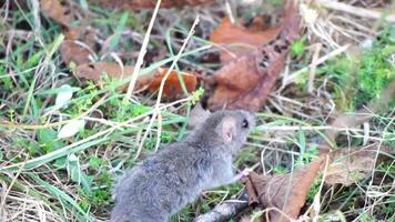 Cat playing with mouse or little rat in backyard, hunts in high grass outdoors. Pet catches rodents. Grey and white cat plays with a mouse in garden. Concept of pets natural instincts. Slow motion video