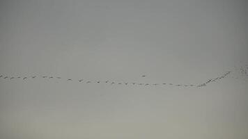 a flock or school of migratory birds flies under a cloudy sky after rain, over the sea along the coast. Slow motion video