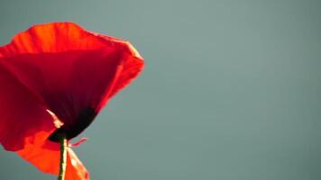 One red poppy extremely close up of petal flower. Poppies in the meadow wild poppy field, swinging by the wind. Close-up of blossoming poppies. Macro. Selective focus. Never-ending beauty of nature. video