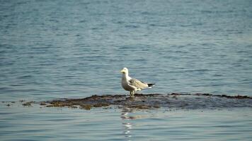 Slow motion close-up shot of a seagull on the rock against calm sea. Bird looking around and cleans its feathers, waiting for a prey and flies to catch a fish. No people. Slow motion video