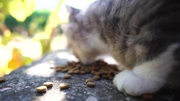 Cat enjoys a meal outdoors amidst autumn nature in daylight rays of sunlight, looks at the camera, wiggles its ears and enjoys the morning sun. Slow motion, close up video