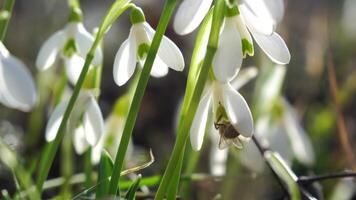 Close-up snowdrops flower blooming Early spring in the forest. Snowdrop flowers, Glade of snowdrops swaying in the wind. Bees collect honey from the first spring snowdrops, closeup. Galanthus nivalis. video