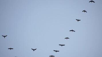 rebanho do migratório pássaros. cormorões vôo dentro formação. silhueta do Preto migratório pássaros, vôo dentro pôr do sol céu sobre mar ao longo a costa. ótimo cormorões - falacrocorax carboidrato. lento movimento video