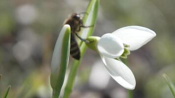 Bee pollinates snowdrop during early spring in forest. Snowdrops, flower, spring. Honey bee, Apis mellifera visiting first snowdrops on early spring, signaling end of winter. Slow motion, close up video