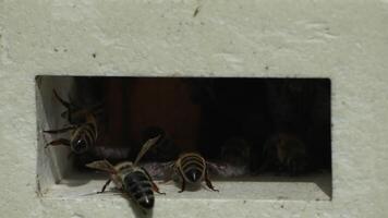 Bees, pollen, hive - Close-up view of bees with colorful pollen on legs near beehive entrance, slow motion, pollination process in nature. Apis mellifera video