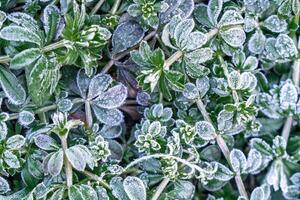 Selective focus. First frost on a frozen field plants, late autumn close-up. Beautiful abstract frozen microcosmos pattern. Freezing weather frost action in nature. Floral backdrop. photo