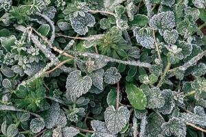 Selective focus. First frost on a frozen field plants, late autumn close-up. Beautiful abstract frozen microcosmos pattern. Freezing weather frost action in nature. Floral backdrop. photo