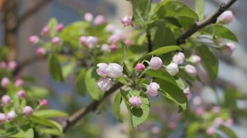 Apple buds blossoming in spring on the background of a multi-storey building video