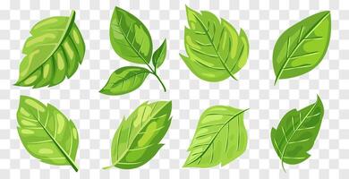 featuring eight different types of green leaves. Each leaf showcases unique shapes and vein patterns. graphic is simple, clean, and vibrant, ideal for nature-themed designs and eco-friendly projects vector