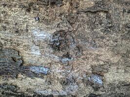 detailed texture of tree bark with rough surface and natural pattern photo