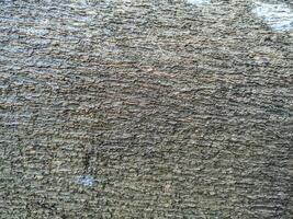 detailed texture of tree bark with rough surface and natural pattern photo