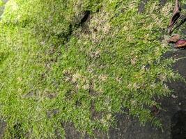 Tree bark cover with green moss as background photo