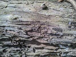 detailed texture of tree bark with rough surface and natural pattern photo