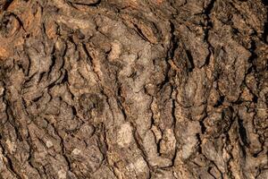 detailed texture of tree bark with rough surface and natural pattern photo