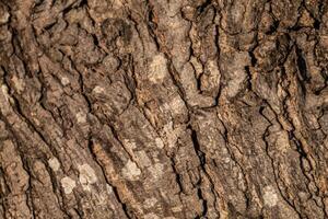 detailed texture of tree bark with rough surface and natural pattern photo