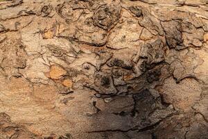 detailed texture of tree bark with rough surface and natural pattern photo