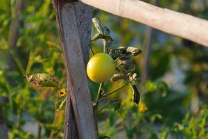 Unripe green tomatoes in summer field close up photo