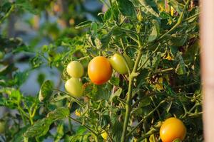Tomato fruit in summer field close up photo