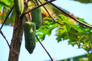 Raw green papaya tropical fruit on tree photo