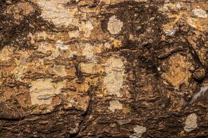 detailed texture of tree bark with rough surface and natural pattern photo