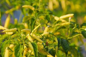 Small green chilies on the stem close up view photo
