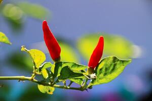 Small red chilies on the stem close up view photo