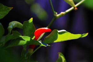 Small red chilies on the stem close up view photo
