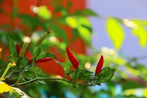 Small red chilies on the stem close up view photo