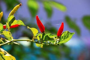 Small red chilies on the stem close up view photo