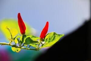 Small red chilies on the stem close up view photo