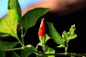Small red chilies on the stem close up view photo