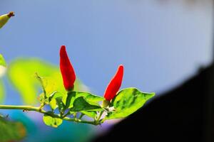 Small red chilies on the stem close up view photo