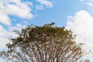 View of tree branches from below against a blue and thinly cloudy sky photo