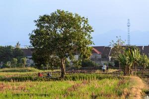 A tree with several people taking shade under it during the rice planting season photo