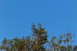 View of green tree branches from below against the blue sky photo