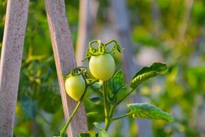 Unripe green tomatoes in summer field close up photo