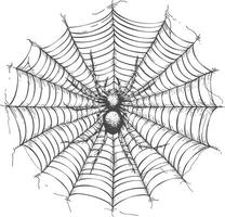 Detailed sketch of a large spider sitting in the center of its web vector