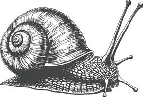 Detailed black and white line drawing of a snail with a spiral shell vector