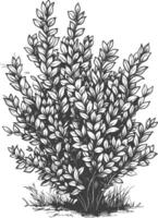 Detailed botanical drawing of a lush bush with intricate leaves and branches vector